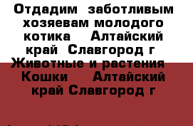 Отдадим  заботливым хозяевам молодого котика  - Алтайский край, Славгород г. Животные и растения » Кошки   . Алтайский край,Славгород г.